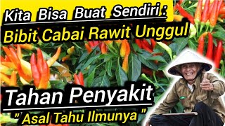 ✅ ILMU MAHAL ✅ Cara Buat Sendiri Bibit Benih Cabai Rawit Unggul Yang Tahan Terhadap Penyakit Virus [upl. by Catlee]