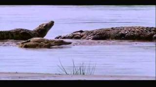 Gustave The Giant Nile Crocodile VS The Hippopotamus Discussion Video [upl. by Willow986]