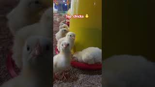 TOP CHICKS 13 DAYS CHICKEN FARMING मुर्गी पालन बाॅयलर Shortvideo 🥰🐔👍 [upl. by Attennot408]