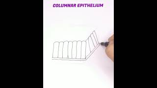 How to draw columnar epithelium easily [upl. by Gibb]