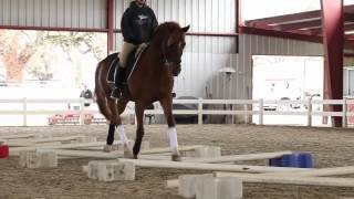 Cavaletti Training [upl. by Teria]