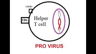 Microbiology 524 b HIV AIDS STD transmitted disease CD4 T helper lymphocyte ProVirus [upl. by Aliber]