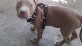 Blue Fawn pitbull [upl. by Brost793]