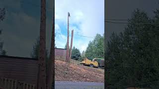 CEDAR TREE REMOVAL  RENTON WA MULTIStem Pouring [upl. by Odille]