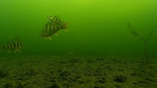 Underwater cameraIce fishing Perch on mormyshka [upl. by Kirstyn]