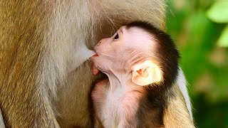 Funny newborn baby is sucking milk from mama JANNIE [upl. by Hebert866]