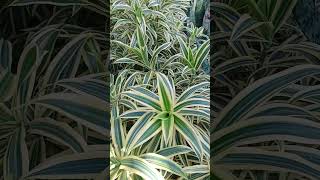 Pleomele Variegata  Dracena Reflexa Dicas e Cuidados [upl. by Jona]