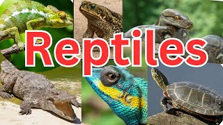 50 Reptiles for Kids to Learn About  Dragon Anaconda Geckos Chameleons [upl. by Wanfried388]