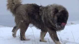 BEST ORIGINAL CAUCASIAN SHEPHERD OVCHARKA DOG [upl. by Nanahs350]