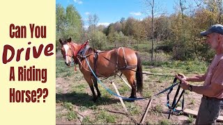 Can We Train This Riding Horse To Drive  Adjusting Horse Harnesses [upl. by Madden]