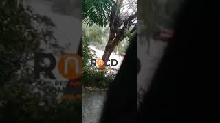 Corran Río arrastra Guagua en Villa Isabela Puerto Plata [upl. by Lubet]