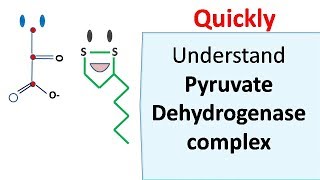 Pyruvate dehydrogenase complex [upl. by Cilurzo]