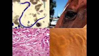 ONCHOCERCIASIS IN HORSES [upl. by Trinl976]