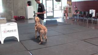 Dog Problems with Chesapeake Bay Retriever episode 3 [upl. by Yattirb399]