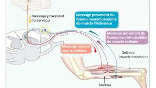 Motricité volontaire intégration nerveuse et plasticité cérébrale FMorales [upl. by Areip250]