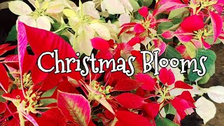 Lovely poinsettias Christmas blooms bursting with holiday happiness 🌲☃️❄️poinsettias christmas [upl. by Ettecul131]