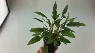 Cryptocoryne species red Aquarium Plant [upl. by Wetzell526]