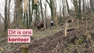 Trekpaard Gamin heeft een bijzondere baan in het Limburgse Heuvelland [upl. by Rape743]