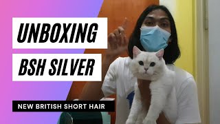 Unboxing British Short Hair Silver Import Rusia [upl. by Kneeland216]