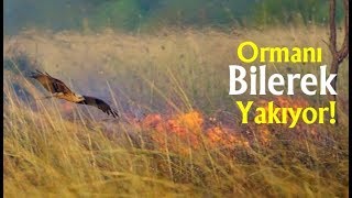 Bu Kuşlar Ormanı Bilerek Yakıyor [upl. by Milman910]