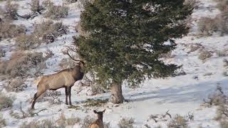 Coming soon an Idaho elk hunt [upl. by Delacourt]