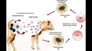 how to treat anaplasmosis [upl. by Evania]