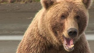 Brown Bears Of Katmai HD [upl. by Kazimir160]