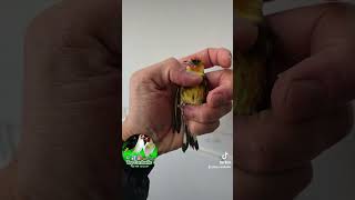 🫣💛 parva cardellino jilgueo jilguero chardonneret goldfinch [upl. by Sherill653]