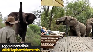 Top 12 INCREDIBLE Wild Elephant Encounters [upl. by Redman]