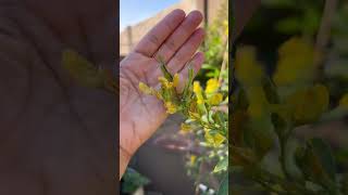 How To Grow Your Own Food Pigeon Peas [upl. by Animor]