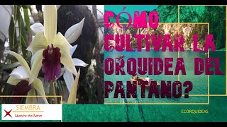 Orquídea del pantanoSwamp orchid [upl. by Thagard]