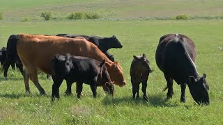 America’s Top 33 Beef Cow Counties [upl. by Uhej]