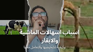 سلسلة امراض الحيوانات والماشية اسباب الاسهالات في الابقار والجاموس وكيفية تشخيصها وعلاجها [upl. by Serene]