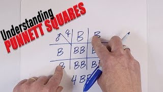 Understanding Punnett Squares [upl. by Ortiz]