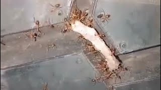 The power of teamwork Ants carrying food to their Home simple video speak a thousands words  SHORT [upl. by Valida]