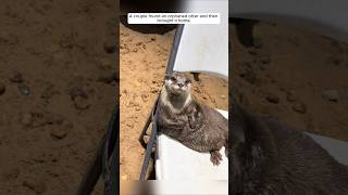 A couple found an orphaned otter and then brought it home animalshorts shortvideo otter [upl. by Eldred]