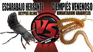 CIEMPIÉS VENENOSO VS ESCARABAJO ERRANTE  COMENTADO [upl. by Nylra141]