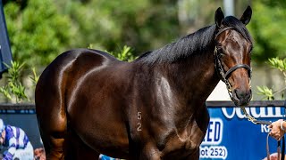 What will the Winx x Pierro Filly Sell for [upl. by Leamaj19]