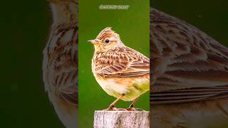 Singing Bird  Eurasian Skylark  birds shorts ytshorts [upl. by Nosauq]