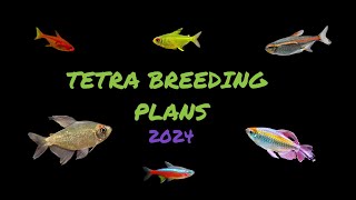 Breeding Tetras stage one [upl. by Ganiats]