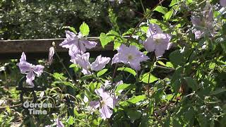 Fall Clematis Pruning Planting [upl. by Idnyl]