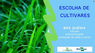 BRS Quênia cultivar produtiva e de porte intermediário  Série Pasto Certo [upl. by Gokey]