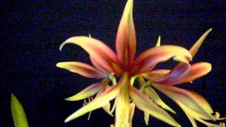 Amaryllis Bulb Cybister La Paz Hippeastrum [upl. by Ynohtnacram224]