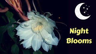 10 Most Beautiful Night blooming Flowers In The World  GardenGraduate [upl. by Gertruda769]