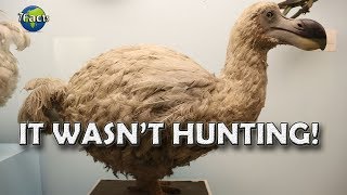 Why the Dodo went extinct [upl. by Morse452]