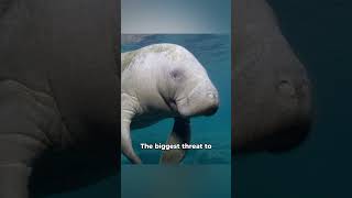 Facts You Didn’t Know About Manatees [upl. by Belmonte]