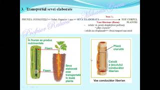 CIRCULATIA LA PLANTE  Lectii de biologie [upl. by Prochora]