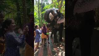 Elephant Safari in Kerala Thekkadybengolivlog viral kerala thekkady viral travelvlog [upl. by Atileda63]