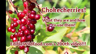 Chokecherries  Identification How to Preserve and Recipe Ideas [upl. by Enilarac]