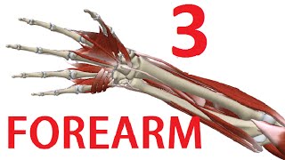 Forearm Anatomy 33  Flexor Anterior Compartment [upl. by Valerle]